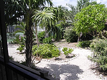 Royal Plum Garden